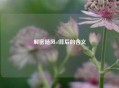 解密随风cf背后的含义