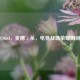 CSGO，麦穗 5 杀，电竞战场荣耀瞬间