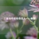 三国杀中的传奇佳人——甄姬
