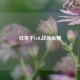 红茶于LOL战场纵横