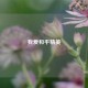 我爱和平精英