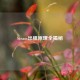 Steam出租原理全揭秘