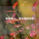 奶油狮LOL，峡谷独特传奇