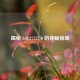揭秘 LOL2777770 的神秘领域