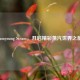 Jamyoung Steam，开启精彩蒸汽世界之旅