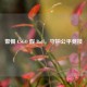 警惕 CSGO 假 Buff，守护公平竞技