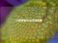 CF球获取     详细攻略