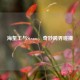 海蜇王与Steam，奇妙跨界碰撞