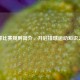 排球比赛规则简介，开启排球运动知识之门
