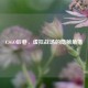 CSGO后巷，虚拟战场的隐秘角落