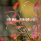 逆战魅南，战场传奇之花