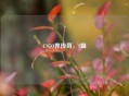 CSGO界传奇，S姐