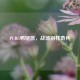 PUBG鸭腿器，战场别样奇兵