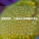 深度剖析，三国杀公孙渊能否拿乐