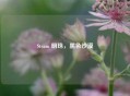 Steam 明珠，黑色沙漠