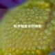 和平精英中的师弟