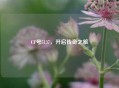 CF号5137，开启传奇之旅