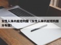女性人体内脏结构图（女性人体内脏结构图 分布图）