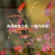 高清画质凸显，CF魅力依旧