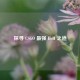 探寻 CSGO 最强 HvH 之道