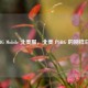 PUBG Mobile 北美服，北美 PUBG 的别样日常