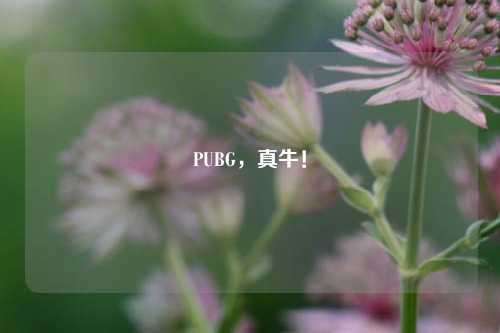 PUBG,真牛!