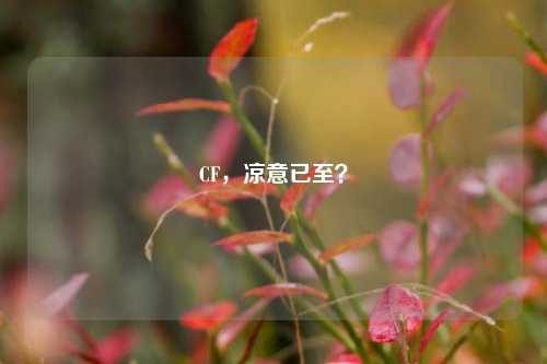 CF,凉意已至?