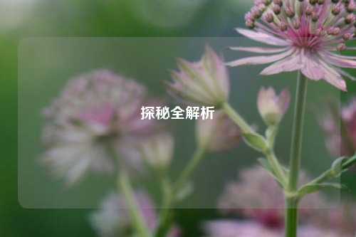 探秘全解析